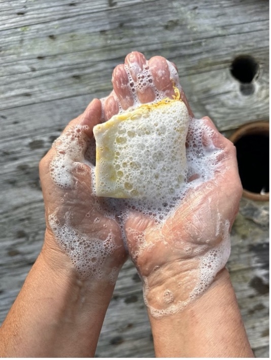 Kystlinje Kropssæbe - Morgenfrue